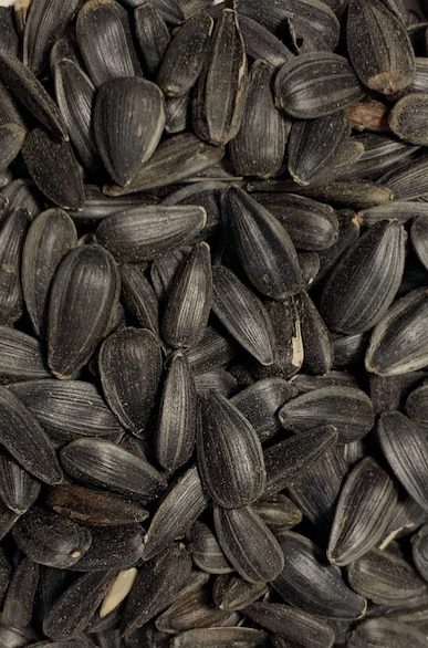 Black Oil Sunflower Seed