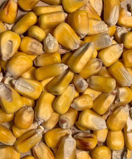 Whole Kernel Corn