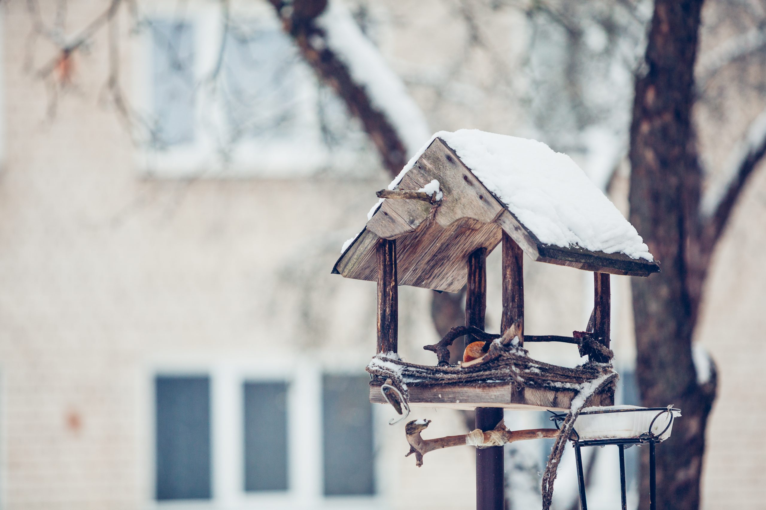 Winter Bird House