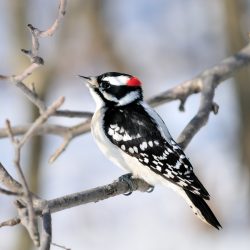 downy woodpecker