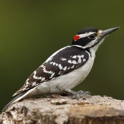 hairy woodpecker