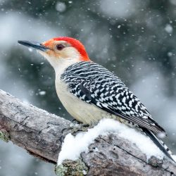 red-bellied woodpecker