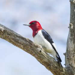 red-headed woodpecker