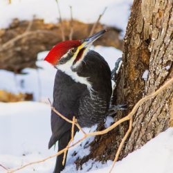 Pileated Woodpecker