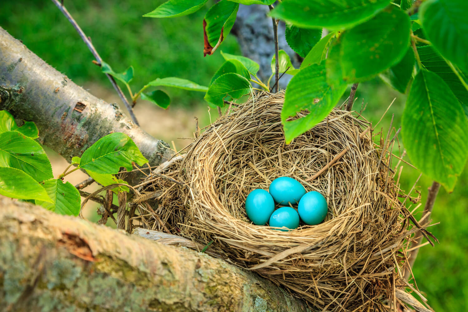 Robbin nest header
