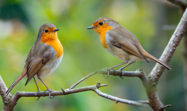 Robbins on branch