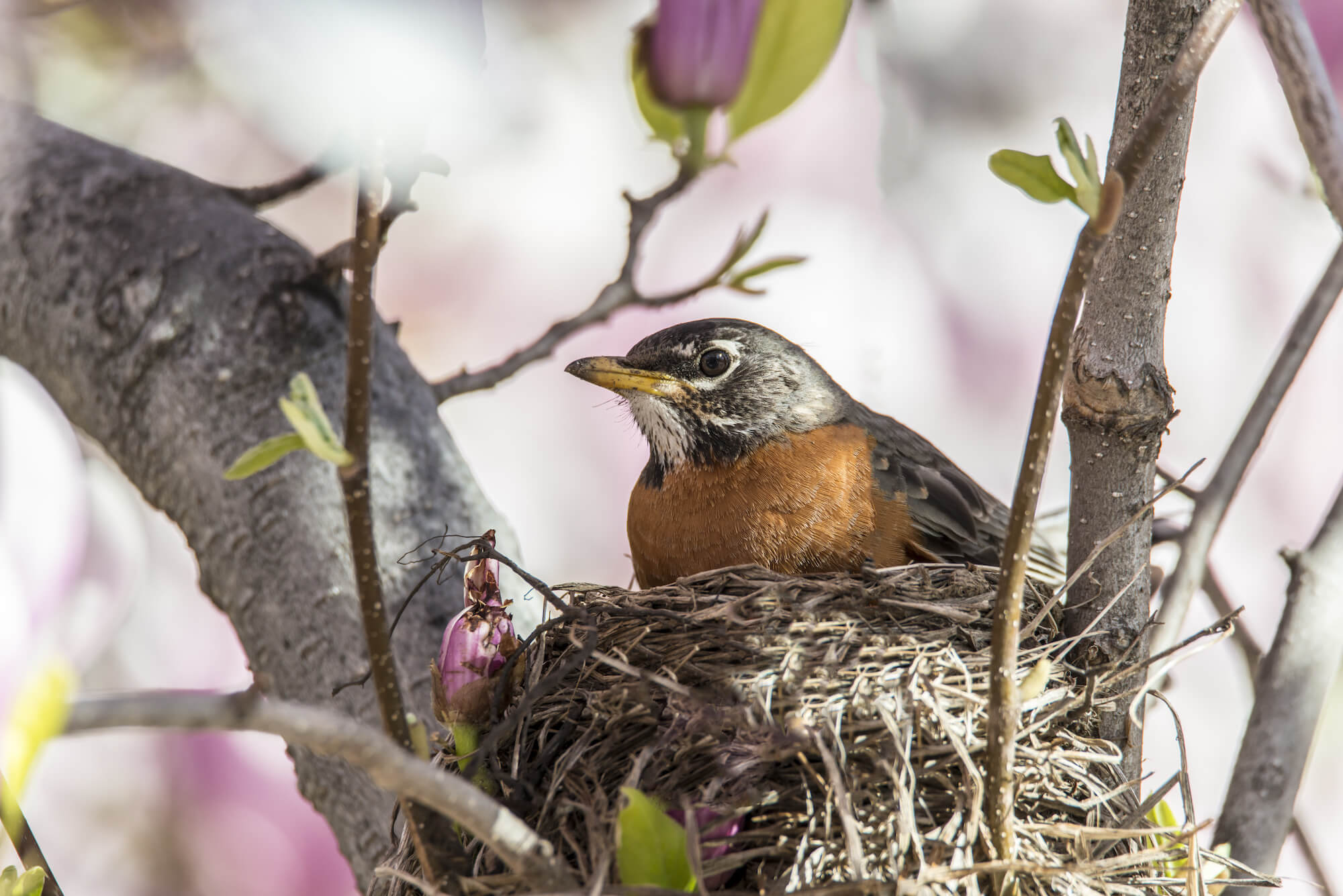 Robin in Nest